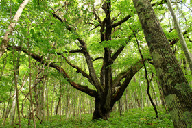 Moritsubetsu
