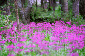 Moritsubetsu
