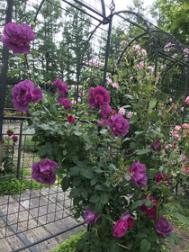 Ritz Garden Niji