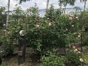 Ritz Garden Niji