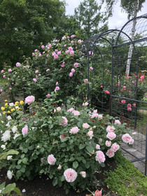 Ritz Garden Niji