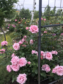 Ritz Garden Niji
