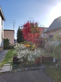 Donguri House