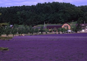 Furano Natulux Hotel