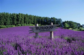Furano Natulux Hotel
