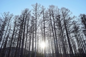 Highland Furano