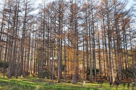 Highland Furano