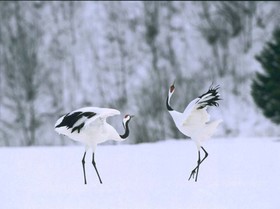 Crane Tsuru