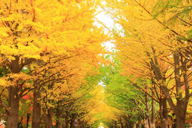 Residence Hotel Stripe Sapporo