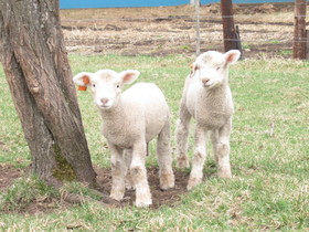 Yorkshire Farm Hotel
