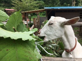 Guesthouse Mori No Eki