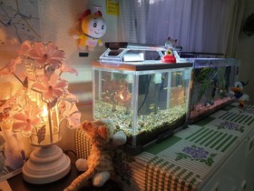 Rodem House