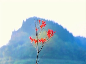 Hatago Sakura