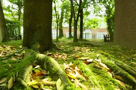 Forest Villa