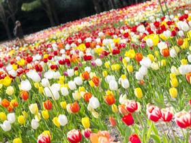 Watermark Nagasaki - Huis Ten Bosch