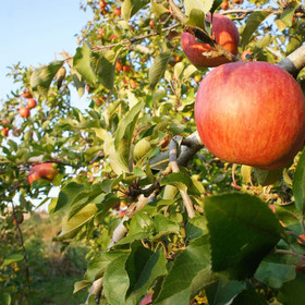 Nakasendo Ashida-Shuku Tateshina Akariya