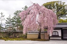 Du Ran Samurai Inn