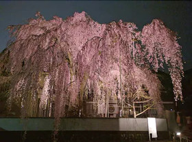 Du Ran Samurai Inn