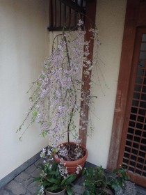 Kamuroan