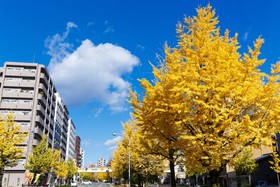 Kyoto City Hotel