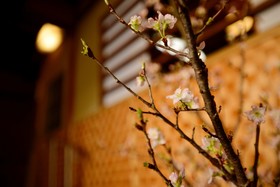 Mitsuki Kyoto