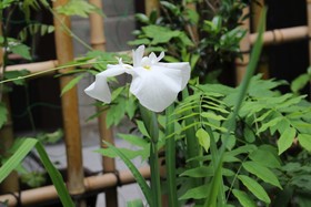 Nishijin No Sato