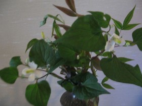 Ryokan Ohto