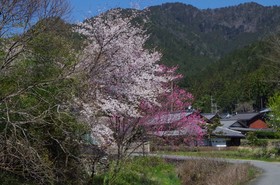 Ryoso Chatani