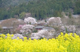 Ryoso Chatani