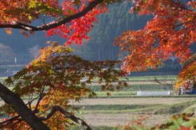 Ryoso Chatani