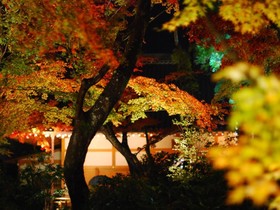 Sun Members Kyoto-Saga