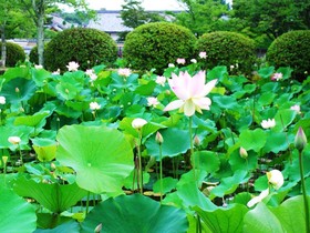 Sun Members Kyoto-Saga