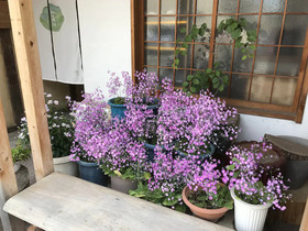 Hostel Moku-Moku