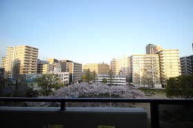 Precioso Umeda