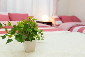 Rose Heights Higashimoto