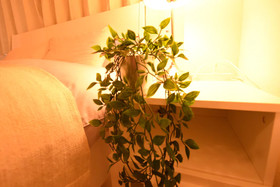 Yokoduna Hostel