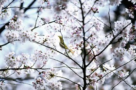 The Westin Miyako Kyoto