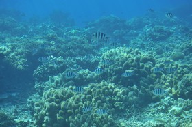 Imgya Coral Village Kids Paradise