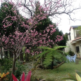 Minshuku Sendan Hotel