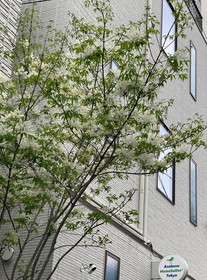 Asakusa Home Suites Tokyo