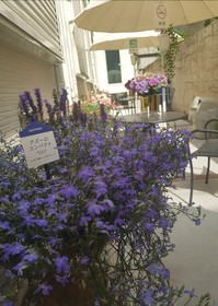 Blue Empire Hotel