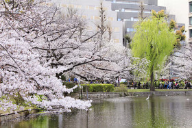 Centurion Ladies Hostel Ueno Park