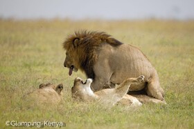 Glamping Kenya Mount Kenya Lodge