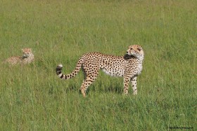 Basecamp Masai Mara