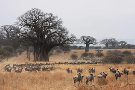 Basecamp Masai Mara