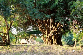 Jambo Mara Safari Lodge