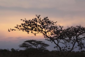 Naboisho Camp