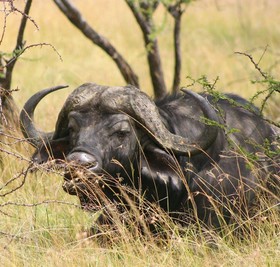 Naboisho Camp