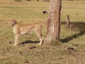 Nalepomara Lodge