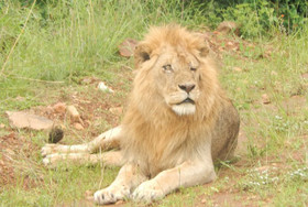 Nalepomara Lodge